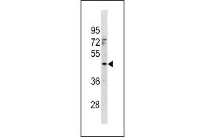MTCH1 Antibody (Center) (ABIN1881558 and ABIN2843316) western blot analysis in 293 cell line lysates (35 μg/lane). (MTCH1 antibody  (AA 151-177))