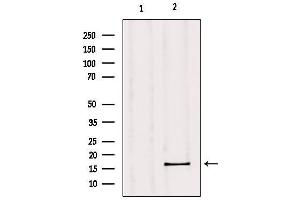 Western blot analysis of extracts from mouse muscle, using GPSM3 Antibody. (GPSM3 antibody  (C-Term))