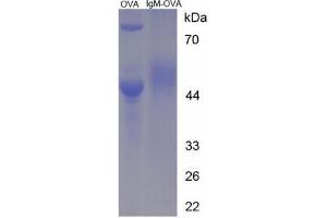 Image no. 3 for IgM peptide (Ovalbumin) (ABIN5666232) (IgM peptide (Ovalbumin))