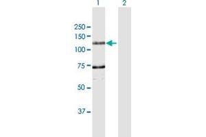 Western Blot analysis of DDHD1 expression in transfected 293T cell line by DDHD1 MaxPab polyclonal antibody.