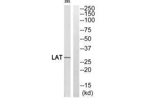 Western blot analysis of extracts from 293 cells, using LAT (Ab-255) antibody. (LAT antibody  (Tyr255))