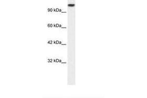 Image no. 1 for anti-Kinesin Family Member 3C (KIF3C) (AA 461-510) antibody (ABIN6736040) (KIF3C antibody  (AA 461-510))
