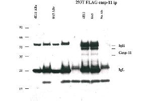 Immunoprecipitation of caspase-11 using anti-caspase-11 mAbs (4E11 and 8A5) . (Caspase 4 antibody)