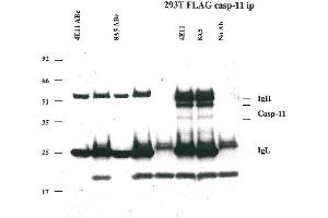 Immunoprecipitation of caspase-11 using anti-caspase-11 mAbs (4E11 and 8A5) .