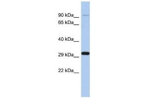 ENDOG antibody used at 1 ug/ml to detect target protein. (Endonuclease G antibody  (Middle Region))