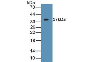 Detection of Recombinant APOH, Human using Monoclonal Antibody to Apolipoprotein H (APOH) (APOH antibody  (AA 22-345))