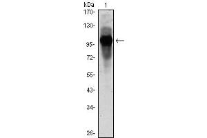 Western Blot showing ARNTL antibody used against ARBTL (AA: 1-310)-hIgGFc transfected HEK293 cell lysate.