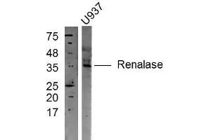 U937 cell lysates probed with Rabbit Anti-Renalase Polyclonal Antibody, Unconjugated  at 1:300 in 4˚C overnight. (RNLS antibody  (AA 201-300))