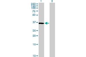 Western Blot analysis of BYSL expression in transfected 293T cell line by BYSL MaxPab polyclonal antibody. (Bystin-Like antibody  (AA 1-324))