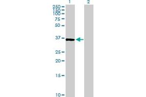 Bystin-Like antibody  (AA 1-324)