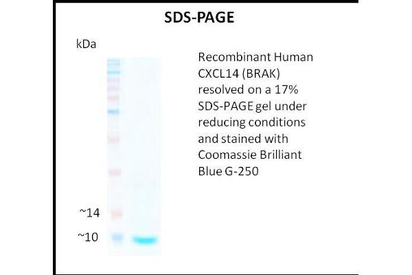 CXCL14 Protein