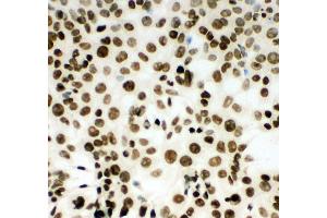 Anti-MCM2 antibody, ICC ICC: HEPA Cell (MCM2 antibody  (C-Term))