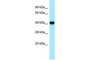 Image no. 1 for anti-Creatine Kinase, Brain (CKB) (AA 284-333) antibody (ABIN6748464) (CKB antibody  (AA 284-333))