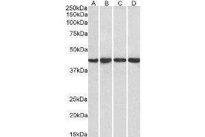 ABIN2564148 (1µg/ml) staining of Hela (A), HepG2 (B), Jurkat (C) and NIH3T3 (D) nuclear lysate (35µg protein in RIPA buffer). (PPP1R8 antibody  (C-Term))