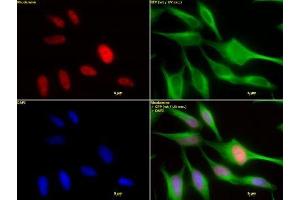HDAC2 mAb (Clone 3F3) tested by immunofluorescence. (HDAC2 antibody  (AA 473-488))