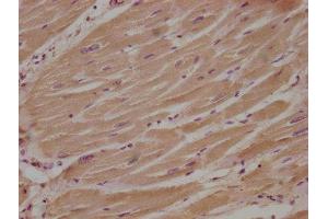 Neudesin antibody  (AA 149-167)