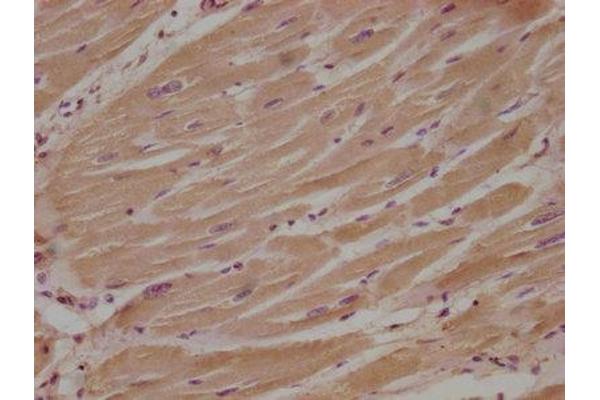 Neudesin antibody  (AA 149-167)