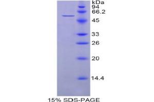 SDS-PAGE analysis of Human HSPA14 Protein. (HSPA14 Protein)