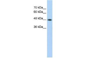 WB Suggested Anti-KRT17 Antibody Titration:  0. (KRT17 antibody  (C-Term))