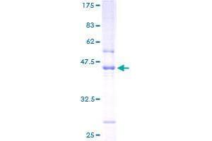 Image no. 1 for Chromosome 1 Open Reading Frame 54 (C1orf54) (AA 1-131) protein (GST tag) (ABIN1347339) (C1orf54 Protein (AA 1-131) (GST tag))
