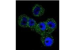 Confocal immunofluorescent analysis of SERPINB5 / Maspin Antibody (Center) Cat. (SERPINB5 antibody  (Middle Region))