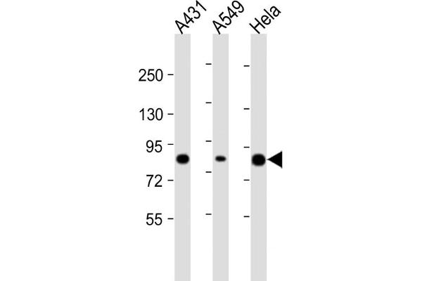 PLA2G4D antibody  (AA 754-786)