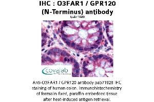 Image no. 1 for anti-omega-3 Fatty Acid Receptor 1 (O3FAR1) (Extracellular Domain), (N-Term) antibody (ABIN1737612) (O3FAR1 antibody  (Extracellular Domain, N-Term))