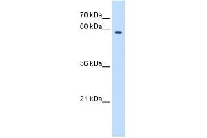 WB Suggested Anti-MPND Antibody Titration:  2. (MPND antibody  (N-Term))