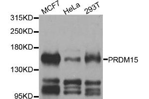 Western blot analysis of extracts of various cell lines, using PRDM15 antibody (ABIN5974570) at 1/1000 dilution. (PRDM15 antibody)