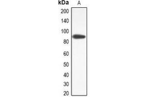 Western blot analysis of TMEM16J expression in RAW264. (ANO9 antibody)