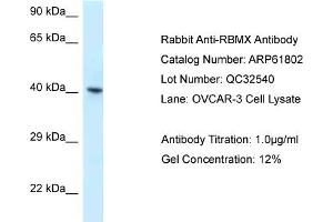 Western Blotting (WB) image for anti-RNA Binding Motif Protein, X-Linked (RBMX) (C-Term) antibody (ABIN2788907)