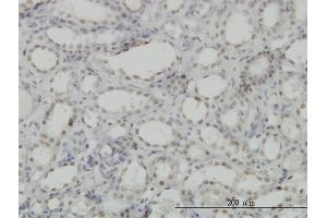 Immunoperoxidase of monoclonal antibody to CDKL1 on formalin-fixed paraffin-embedded human kidney. (CDKL1 antibody  (AA 259-358))