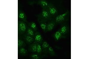 IF analysis of Glypican 5/GPC5 using anti-Glypican 5/GPC5 antibody (ABIN7601084).