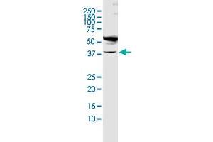 FUT1 MaxPab rabbit polyclonal antibody. (FUT1 antibody  (AA 1-365))