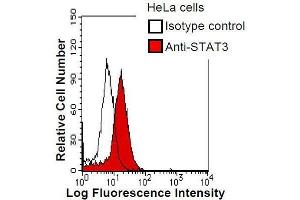 HeLa cells were fixed in 2% paraformaldehyde/PBS and then permeabilized in 90% methanol. (STAT3 antibody)