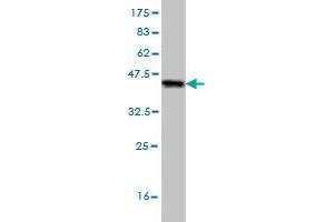 Western Blot detection against Immunogen (35. (RORB antibody  (AA 136-224))