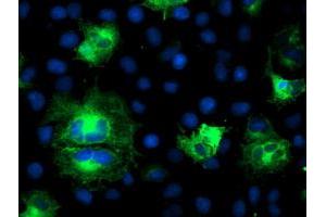 Image no. 1 for anti-ATG3 Autophagy Related 3 (ATG3) antibody (ABIN1496762) (ATG3 antibody)