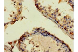 Immunohistochemistry of paraffin-embedded human testis tissue using ABIN7144042 at dilution of 1:100