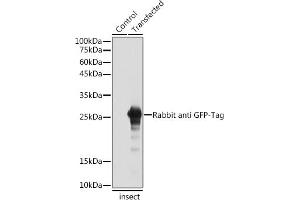 Western blot analysis of extracts of normal Eukaryotic expression of GFP and Eukaryotic expression of GFP transfected with GFP Protein, using Rabbit anti GFP-Tag antibody (ABIN7267512) at 1:5000 dilution. (GFP antibody)