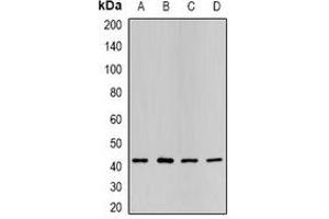 Western blot analysis of P2Y2 expression in HL60 (A), SKOV3 (B), mouse liver (C), mouse heart (D) whole cell lysates.