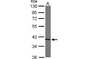 WB Image Sample (50 ug of whole cell lysate) A: Mouse brain 10% SDS PAGE antibody diluted at 1:1000 (TALDO1 antibody  (N-Term))