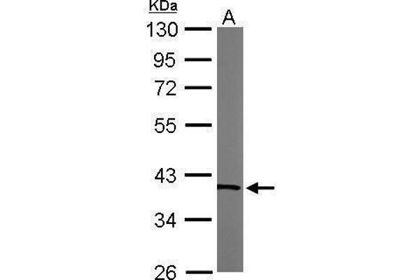TALDO1 antibody  (N-Term)