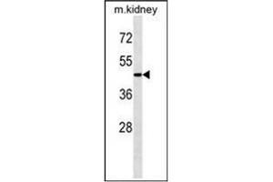 Western blot analysis of ATG4A Antibody  in Mouse kidney tissue lysates (35ug/lane).