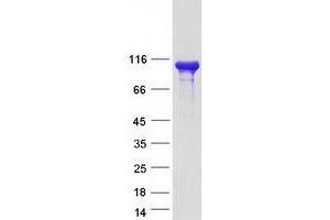 Validation with Western Blot (CMTR1 Protein (Myc-DYKDDDDK Tag))