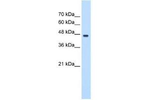 PA2G4 antibody used at 0. (PA2G4 antibody  (C-Term))