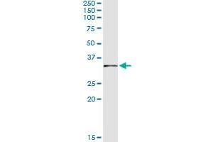 Immunoprecipitation of FBXO6 transfected lysate using anti-FBXO6 monoclonal antibody and Protein A Magnetic Bead , and immunoblotted with FBXO6 MaxPab rabbit polyclonal antibody. (FBXO6 antibody  (AA 1-293))