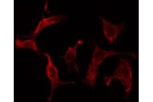 ABIN6275570 staining Hela cells by IF/ICC.
