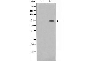 Western blot analysis on mouse brain cell lysate using AKAP10 Antibody. (AKAP10 antibody  (N-Term))