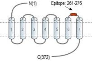 anti-Lysophosphatidic Acid Receptor 5 (LPAR5) (3rd Extracellular Loop), (AA 261-276) antibody