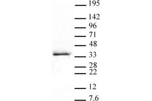 Western Blot: HeLa nuclear extract (20 μg per lane) probed with the Histone H1.